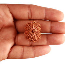 Load image into Gallery viewer, 13 Mukhi Nepalese Rudraksha - Bead No. 335