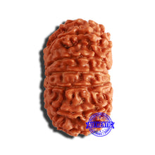 Load image into Gallery viewer, 13 Mukhi Nepalese Rudraksha - Bead No. 335