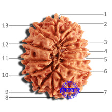 Load image into Gallery viewer, 13 Mukhi Nepalese Rudraksha - Bead No. 336