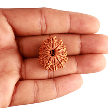 Load image into Gallery viewer, 13 Mukhi Nepalese Rudraksha - Bead No. 336