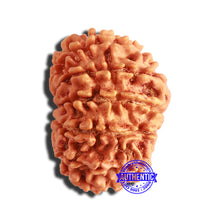 Load image into Gallery viewer, 13 Mukhi Nepalese Rudraksha - Bead No. 336