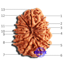 Load image into Gallery viewer, 13 Mukhi Nepalese Rudraksha - Bead No. 337