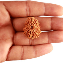 Load image into Gallery viewer, 13 Mukhi Nepalese Rudraksha - Bead No. 337