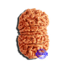 Load image into Gallery viewer, 13 Mukhi Nepalese Rudraksha - Bead No. 337