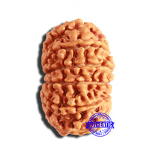 Load image into Gallery viewer, 13 Mukhi Nepalese Rudraksha - Bead No. 338