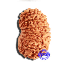 Load image into Gallery viewer, 13 Mukhi Nepalese Rudraksha - Bead No. 339