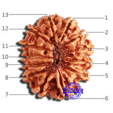Load image into Gallery viewer, 13 Mukhi Nepalese Rudraksha - Bead No. 341