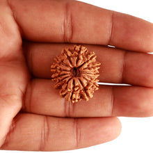 Load image into Gallery viewer, 13 Mukhi Nepalese Rudraksha - Bead No. 341