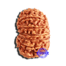 Load image into Gallery viewer, 13 Mukhi Nepalese Rudraksha - Bead No. 341