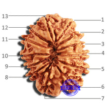 Load image into Gallery viewer, 13 Mukhi Nepalese Rudraksha - Bead No. 342