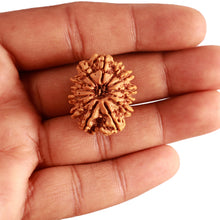 Load image into Gallery viewer, 13 Mukhi Nepalese Rudraksha - Bead No. 342
