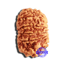 Load image into Gallery viewer, 13 Mukhi Nepalese Rudraksha - Bead No. 342