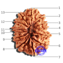 Load image into Gallery viewer, 13 Mukhi Nepalese Rudraksha - Bead No. 343