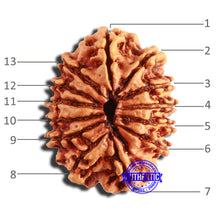 Load image into Gallery viewer, 13 Mukhi Nepalese Rudraksha - Bead No. 344
