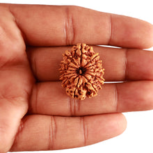 Load image into Gallery viewer, 13 Mukhi Nepalese Rudraksha - Bead No. 344