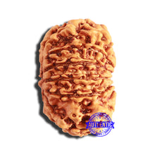 Load image into Gallery viewer, 13 Mukhi Nepalese Rudraksha - Bead No. 344