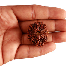 Load image into Gallery viewer, 13 Mukhi Nepalese Ganesh Rudraksha - Bead No 346