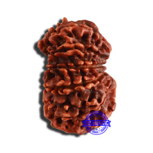 Load image into Gallery viewer, 13 Mukhi Nepalese Ganesh Rudraksha - Bead No 346