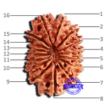 Load image into Gallery viewer, 16 Mukhi Rudraksha from Nepal - Bead No. 97
