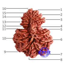 Load image into Gallery viewer, 16 Mukhi Garbh Gauri Rudraksha from Nepal - Bead No. 99