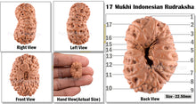 Load image into Gallery viewer, 17 Mukhi Rudraksha from Indonesia - Bead No. 92