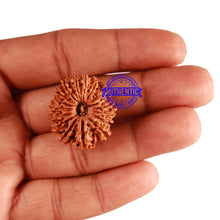 Load image into Gallery viewer, 17 Mukhi Nepalese Rudraksha - Bead No. 53