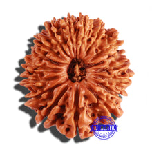 Load image into Gallery viewer, 17 Mukhi Nepalese Rudraksha - Bead No. 53