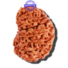 Load image into Gallery viewer, 17 Mukhi Nepalese Rudraksha - Bead No. 53