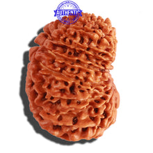Load image into Gallery viewer, 17 Mukhi Nepalese Rudraksha - Bead No. 53