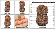 Load image into Gallery viewer, 17 Mukhi Rudraksha from Indonesia - Bead No. 71