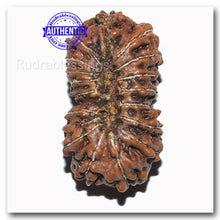 Load image into Gallery viewer, 17 Mukhi Rudraksha from Indonesia - Bead No. 71