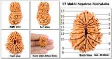Load image into Gallery viewer, 17 Mukhi Rudraksha from Nepal - Bead No. 17