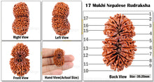 Load image into Gallery viewer, 17 Mukhi Nepalese Gaurishankar Rudraksha - Bead No. 18