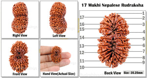 17 Mukhi Nepalese Gaurishankar Rudraksha - Bead No. 18