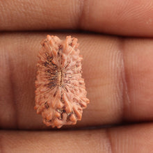 Load image into Gallery viewer, 17 Mukhi Rudraksha from Indonesia - Bead No. 115