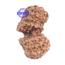 Load image into Gallery viewer, 17 Mukhi Gaurishankar Rudraksha from Indonesia - Bead No. 137