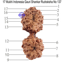 Load image into Gallery viewer, 17 Mukhi Gaurishankar Rudraksha from Indonesia - Bead No. 137