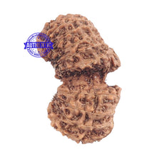 Load image into Gallery viewer, 17 Mukhi Gaurishankar Rudraksha from Indonesia - Bead No. 137