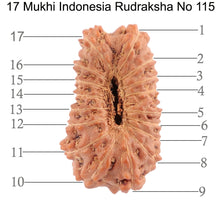 Load image into Gallery viewer, 17 Mukhi Rudraksha from Indonesia - Bead No. 115