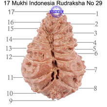 Load image into Gallery viewer, 17 Mukhi Rudraksha from Indonesia - Bead No. 29