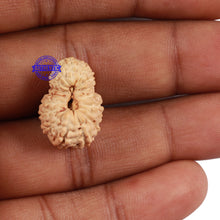 Load image into Gallery viewer, 17 Mukhi Rudraksha from Indonesia - Bead No. 43