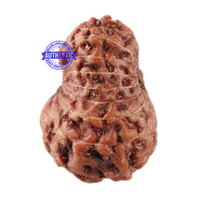 Load image into Gallery viewer, 17 Mukhi Rudraksha from Indonesia - Bead No. 44