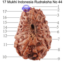 Load image into Gallery viewer, 17 Mukhi Rudraksha from Indonesia - Bead No. 44