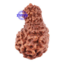 Load image into Gallery viewer, 17 Mukhi Rudraksha from Indonesia - Bead No. 49