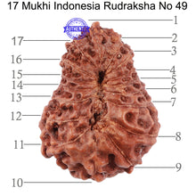Load image into Gallery viewer, 17 Mukhi Rudraksha from Indonesia - Bead No. 49