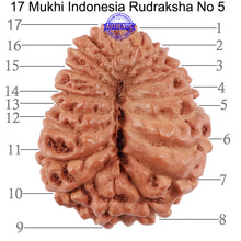 Load image into Gallery viewer, 17 Mukhi Rudraksha from Indonesia - Bead No. 5