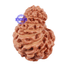 Load image into Gallery viewer, 17 Mukhi Rudraksha from Indonesia - Bead No. 5