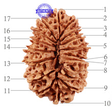 Load image into Gallery viewer, 17 Mukhi Nepalese Rudraksha - Bead No. 41