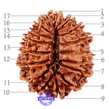 Load image into Gallery viewer, 17 Mukhi Nepalese Rudraksha - Bead No. 42