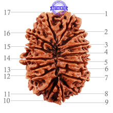 Load image into Gallery viewer, 17 Mukhi Nepalese Rudraksha - Bead No. 44